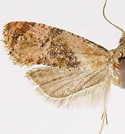 Thyraylia voxcana