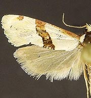 Nycthia pimana