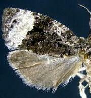 Apotomis funerea