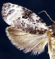 Apotomis albeolana