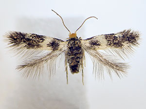 Etainia sericopeza