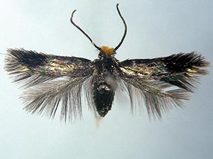 Stigmella resplendensella