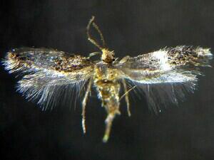 Stigmella sp.