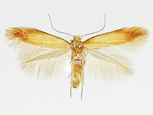 Coptotriche citrinipennella