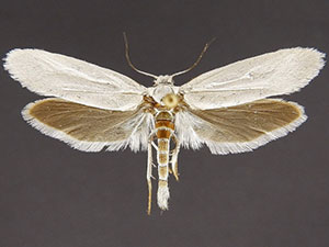 Tegeticula corruptrix