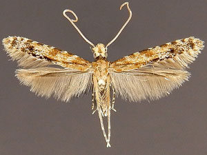 Homosetia costisignella