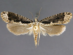 Daviscardia coloradella