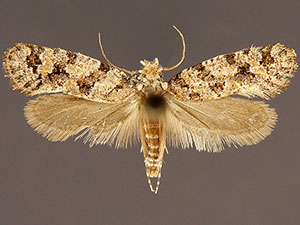 Amydria obliquella