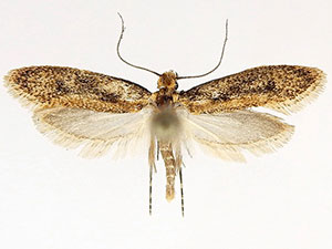 Tinea carnariella