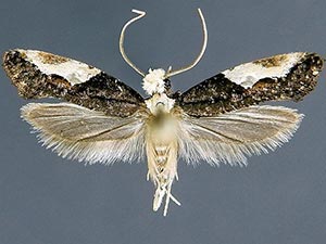 Monopis longella