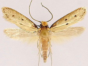 Eccritothrix guenterella