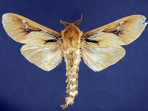 Oiketicus townsendi