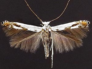 Lyonetia latistrigella