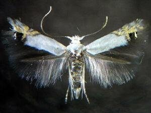 Paraleucoptera albella