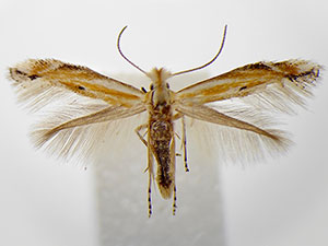 Bucculatrix ambrosiaefoliella
