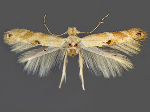 Bucculatrix packardella