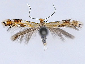 Bucculatrix sp.