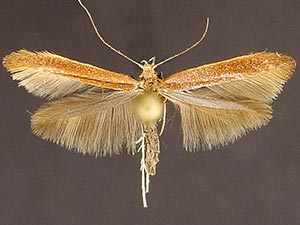 Caloptilia alnicolella