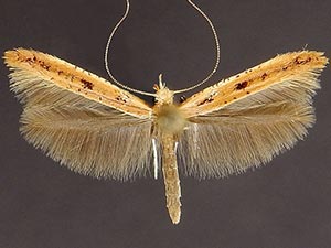 Caloptilia alnicolella