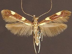 Caloptilia anthobaphes