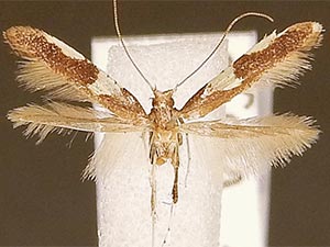 Caloptilia burgessiella