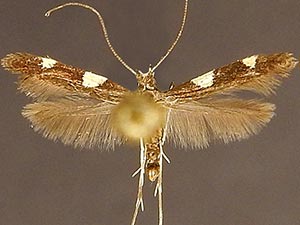 Caloptilia cornusella