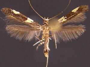 Caloptilia cornusella