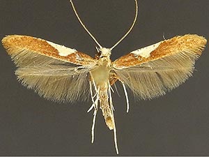 Caloptilia coroniella