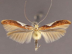 Caloptilia coroniella