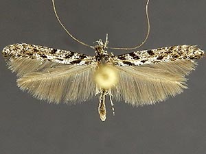 Caloptilia fraxinella