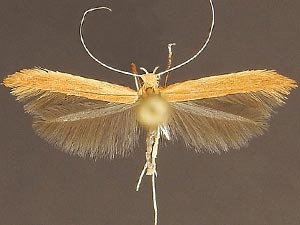 Caloptilia nondeterminata