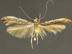 Caloptilia ovatiella