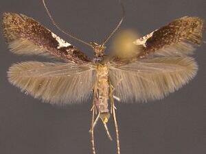 Caloptilia stigmatella