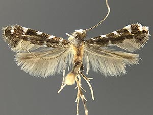 Parornix preciosella