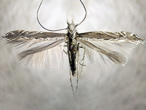 [Ornixolinae - No Genus] quinquistrigella