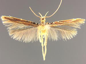 Eucosmophora sideroxylonella