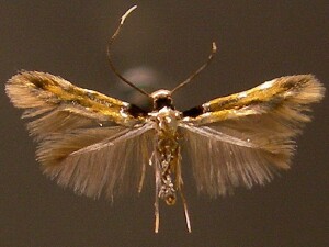 Leucanthiza amphicarpeaefoliella