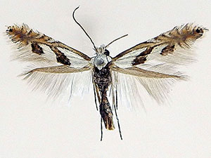 Phyllonorycter hagenii