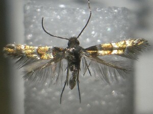 Chrysaster ostensackenella