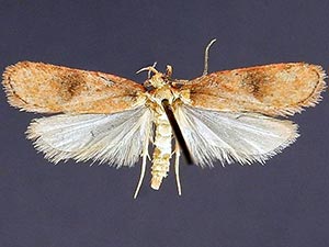 Agonopterix nubiferella