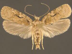 Agonopterix curvilineella