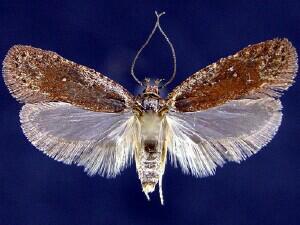 Agonopterix oregonensis