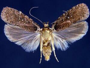 Agonopterix clemensella