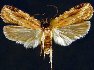 Agonopterix atrodorsella