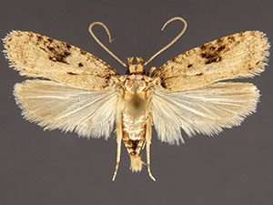 Agonopterix pteleae