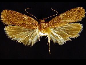 Agonopterix eupatoriiella