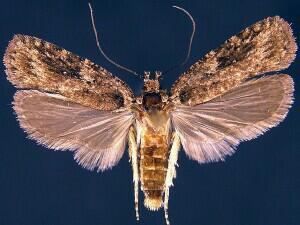 Agonopterix pulvipennella