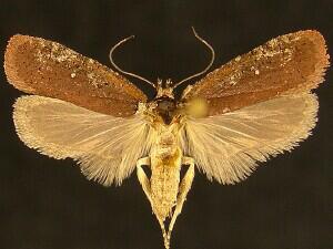 Agonopterix walsinghamella