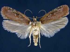 Agonopterix walsinghamella