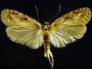 Agonopterix fusciterminella